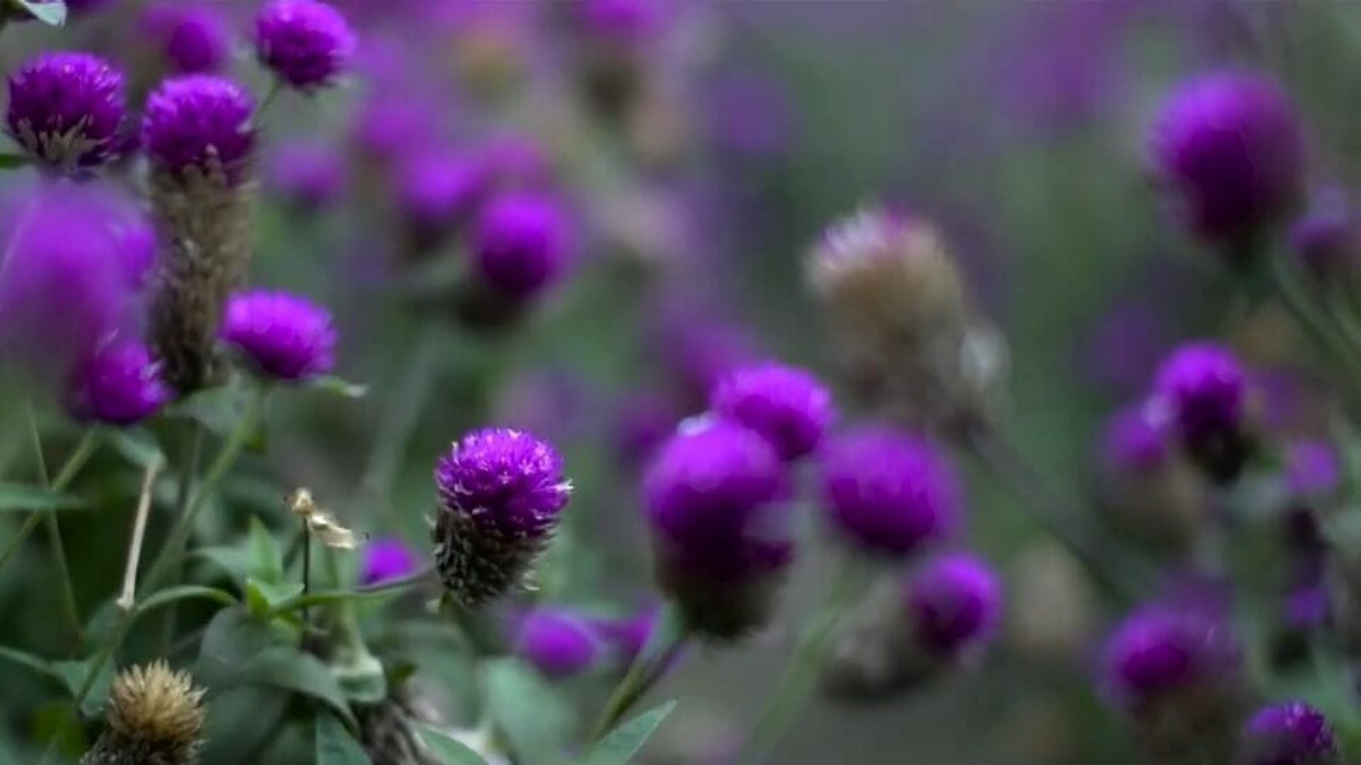 Unambiguity Short Poetic Documentary (1).mp4_20191020_202836.832